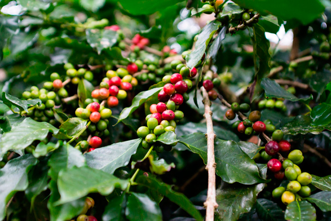 Nova tecnologia para a poda do cafe arabica   Nova tecnologia para a poda do café arábica