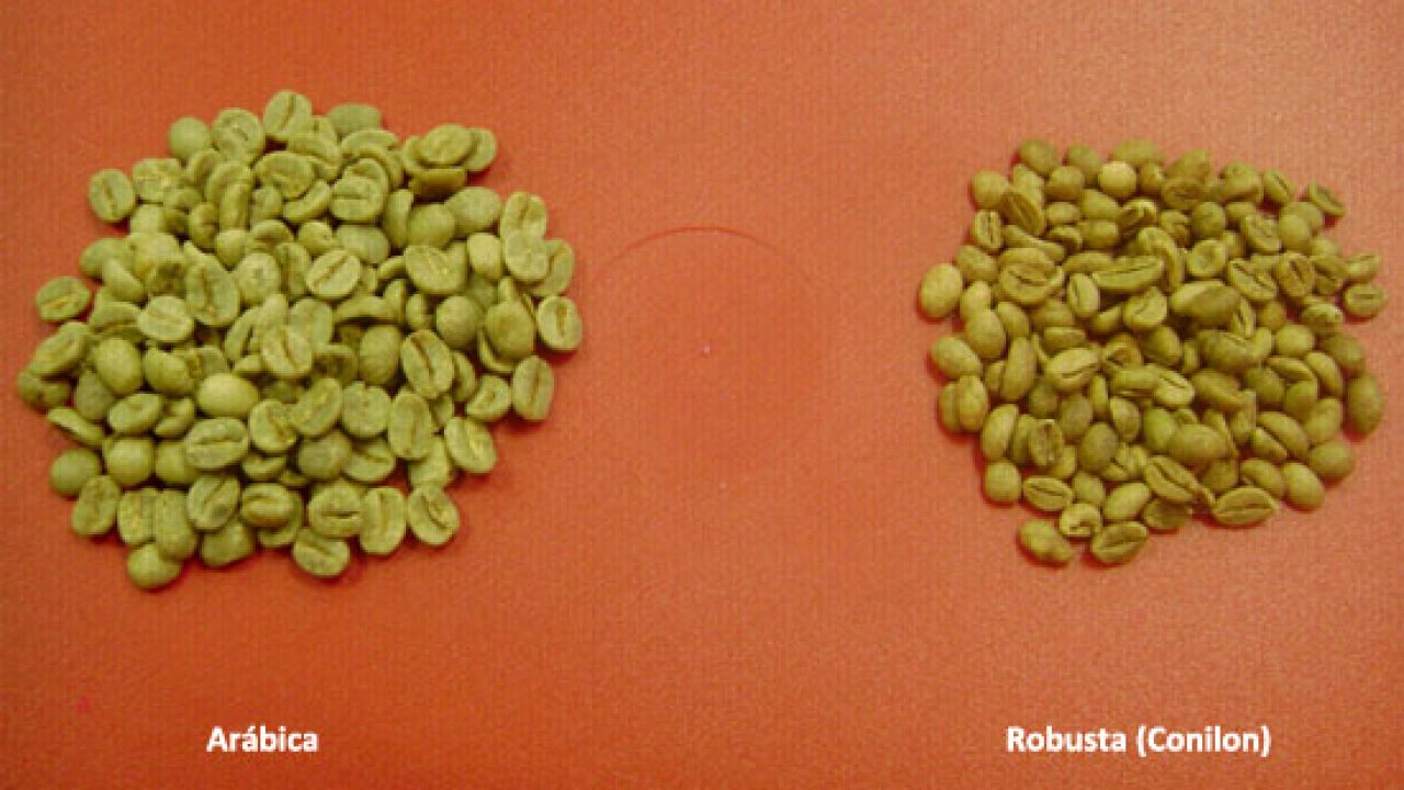 Conilon Robusta Verde Coffee