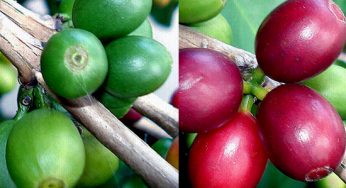 O Fruto do Café