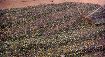 Beneficiamento seco (Dry Coffee) ou Natural