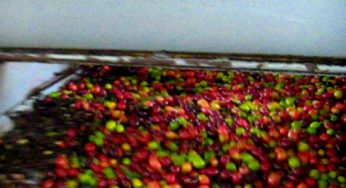 Beneficiamento Úmido (Washed Coffee) ou Lavado