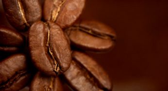 O que caracteriza o defeito do café?