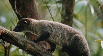 Kopi Luwak e o Jacú Coffee