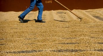 Café do Brasil: Mogiana