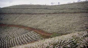 Café do Brasil: Matas de Minas Gerais