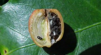 As Pragas do Cafeeiro – Broca do Café
