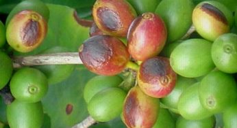 As doenças do cafeeiro: Cercosporiose
