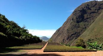 Finca Takesi: A fazenda de café mais alta do mundo
