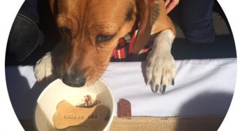 Puppuccinos – os cappuccinos para o seu cachorro