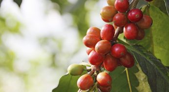 Paraná quer incrementar cafeicultura do estado