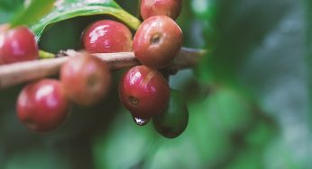 Ondas de calor podem prejudicar a produção mundial de café